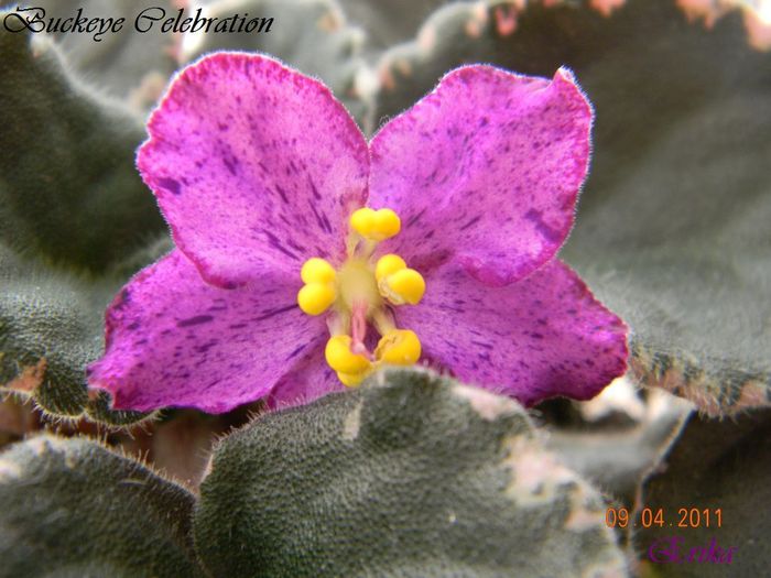 Buckeye Celebration 09-04-2011 - Violete de colectie 2010-2011