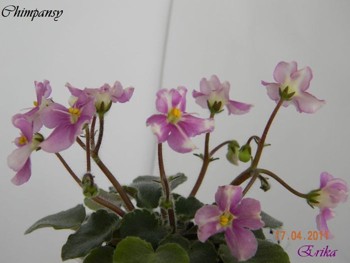 Chimpansy 17-04-2011 - Violete de colectie 2010-2011