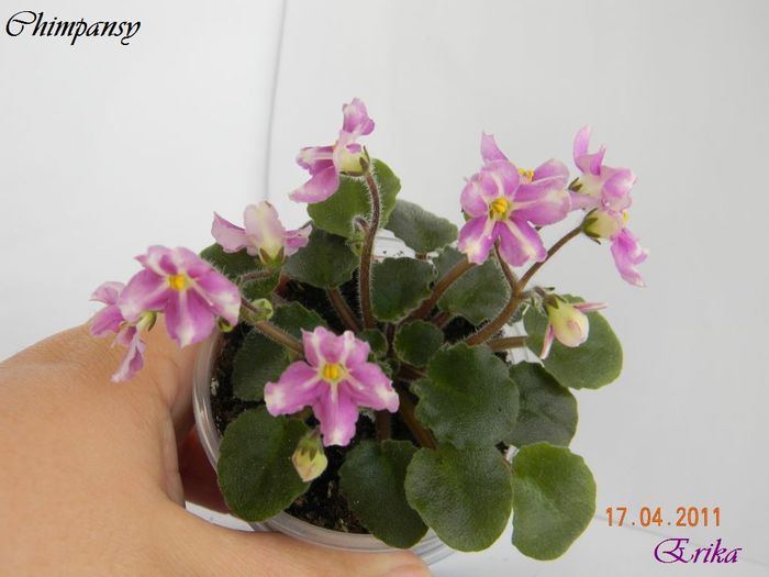 Chimpansy 17-04-2011\'\'\'\' - Violete de colectie 2010-2011