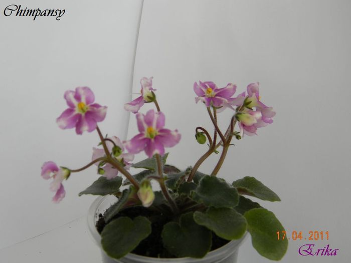 Chimpansy 17-04-2011\'\'\'\'\' - Violete de colectie 2010-2011