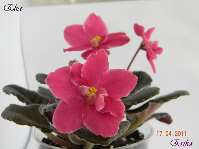 Elise 17-04-2011\'\'\'\' - Violete de colectie 2010-2011
