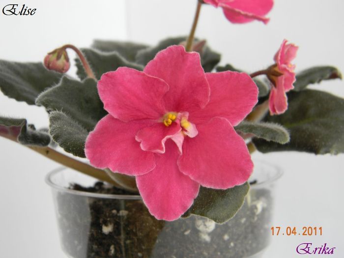 Elise 17-04-2011\'\'\'\'\' - Violete de colectie 2010-2011