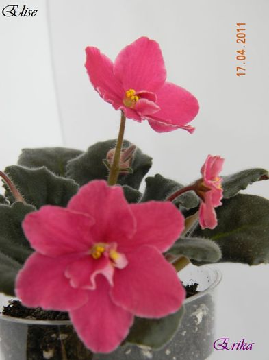 Elise - Violete de colectie 2010-2011