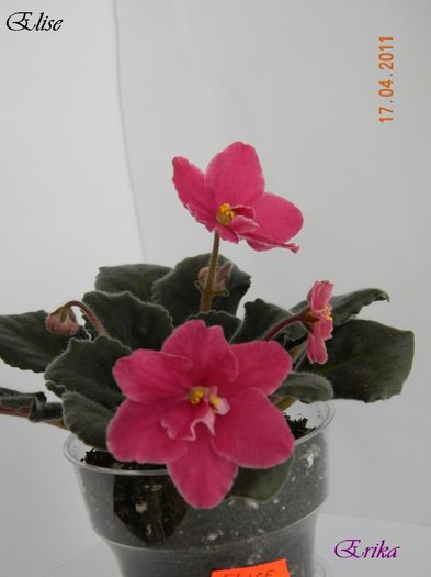Elise\' - Violete de colectie 2010-2011