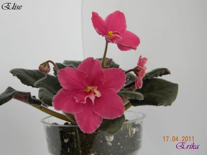 Elise\'\' - Violete de colectie 2010-2011