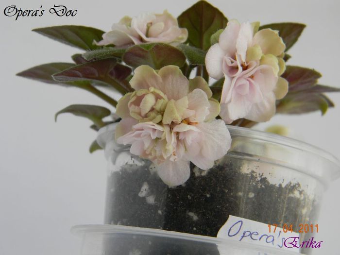 Opera_s Doc 17-04-2011\' - Violete de colectie 2010-2011
