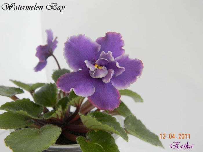 Watermelon Bay 12-04-2011 - Violete de colectie 2010-2011