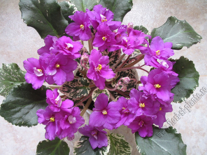 Saintpaulia Creole Royal 7 - VIOLETE AFRICANE  - Saintpaulia