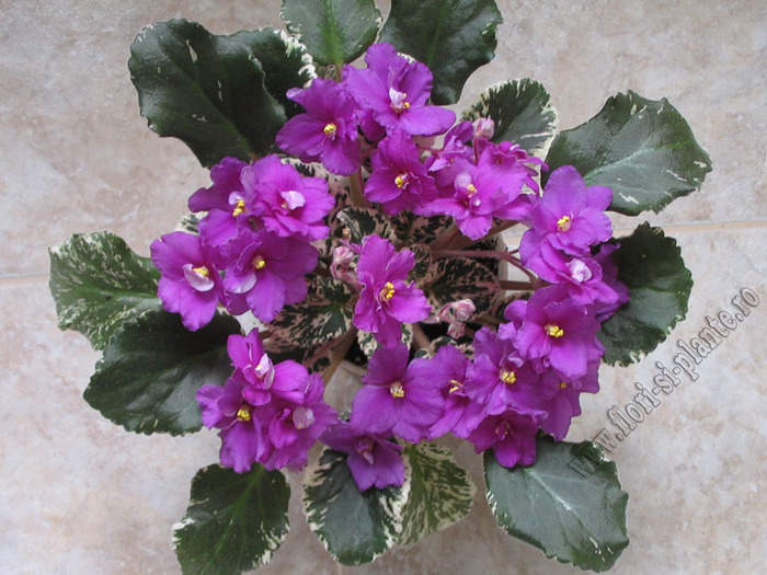 Saintpaulia Creole Royal 8 - VIOLETE AFRICANE  - Saintpaulia