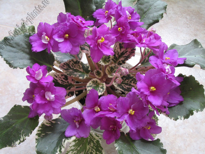 Saintpaulia Creole Royal 9 - VIOLETE AFRICANE  - Saintpaulia
