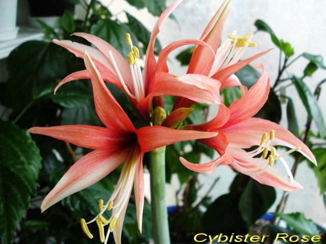 Cybister Rose (8-04-2011) - Hipeastrum