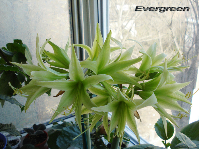 Evergreen (26-03-2011)