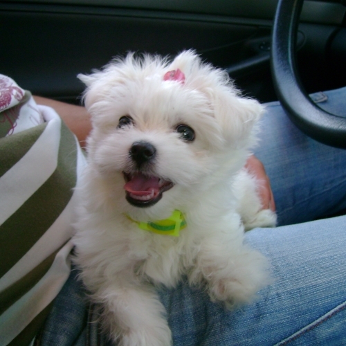 Miley-Cyrus-hannah-montana-6996068-120-84