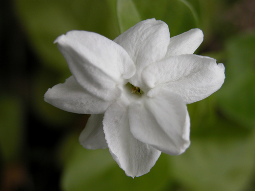 Jasminum sambac Maid of Orleans - Jasminum sambac Maid of Orleans