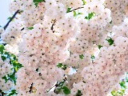 flori de primavara caise-455717 - poze flori de primavara