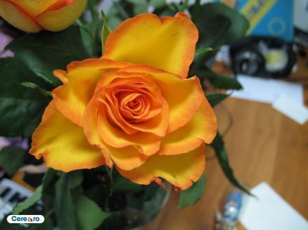 foto_768; trandafir portocaliu....
