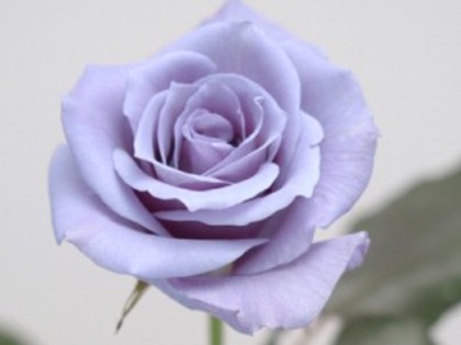 trandafir-albastru - poze flori de primavara