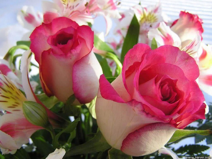 mesaje8martie; ce trandafiri frumosi
