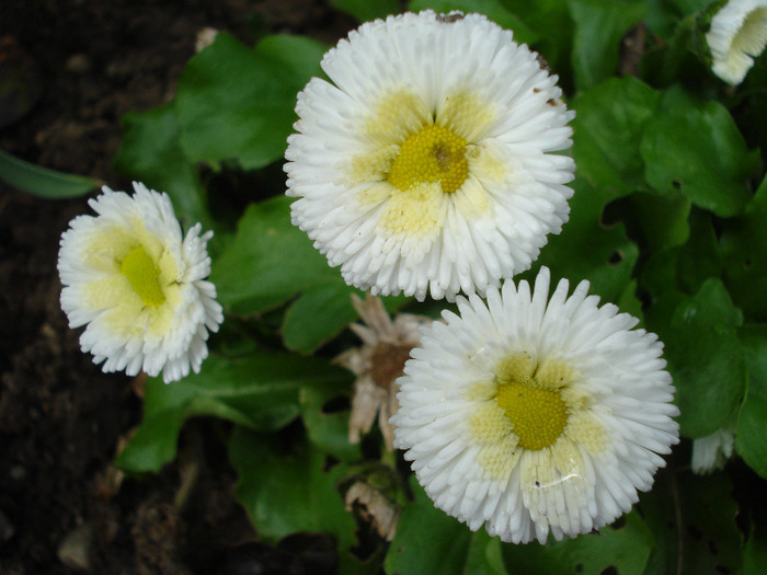 Bellis perennis (2011, April 19) Bellis perennis (2011, April 19)