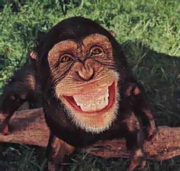 monkey_smile - Bancuri