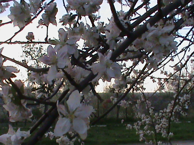 DSC02768 - Flori