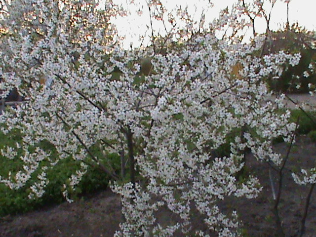 DSC02772 - Flori
