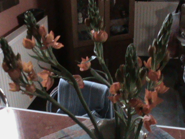 DSC02775 - Flori