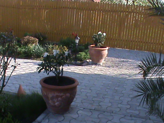 DSC02781; rododendroni
