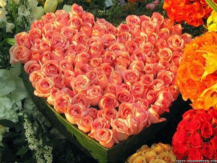 roses-valentine-wallpaper - flori
