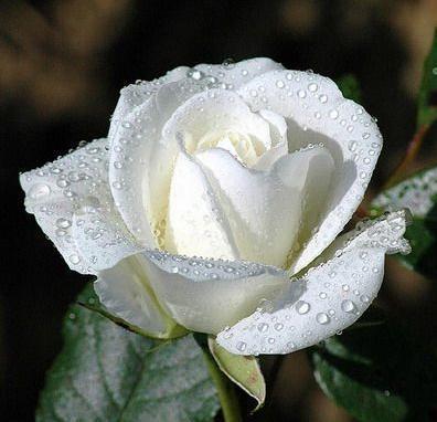 trandafir-alb - flori