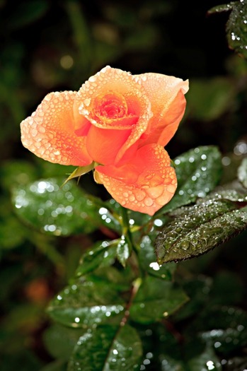 trandafiri-apricot-2 - flori