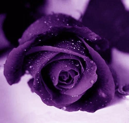 Violet_Roses