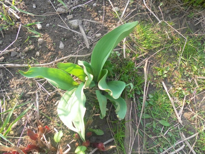 SAM_0852 - flori de gradina