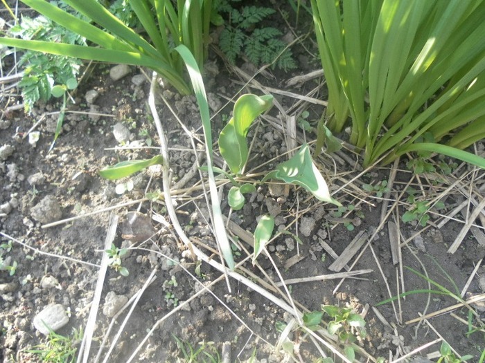 SAM_0853 - flori de gradina