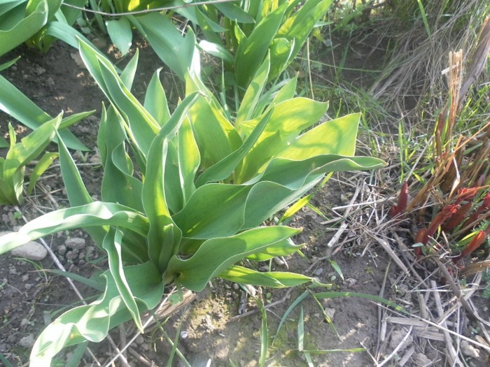 SAM_0854 - flori de gradina