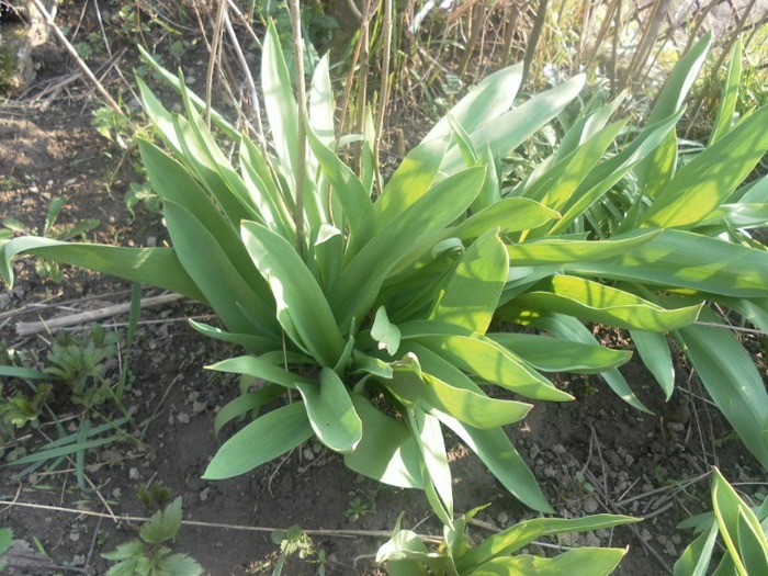 SAM_0855 - flori de gradina