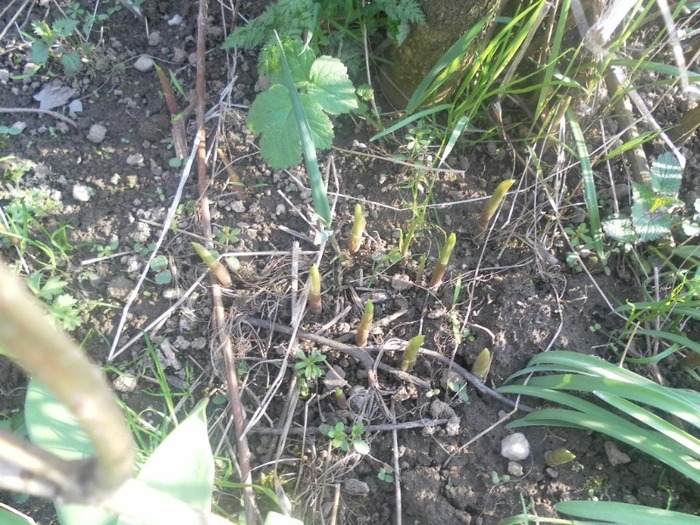 SAM_0858 - flori de gradina