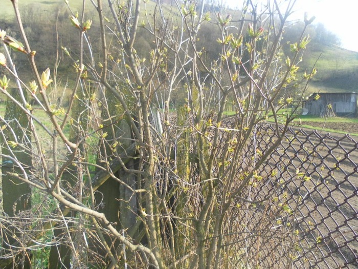 SAM_0859 - flori de gradina