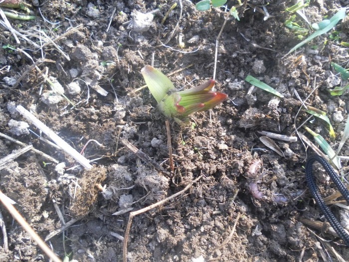 SAM_0861 - flori de gradina