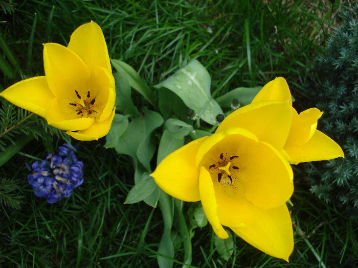 Tulipa Candela (2011, April 19)