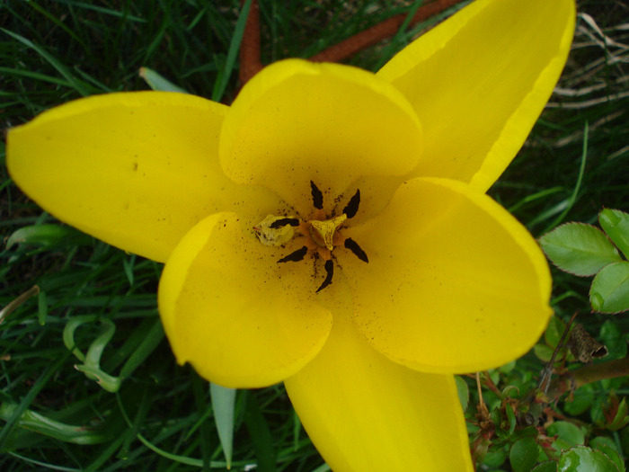 Tulipa Candela (2011, April 19) - Tulipa Candela