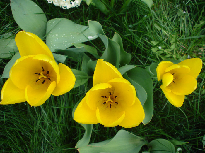 Tulipa Candela (2011, April 19) - Tulipa Candela