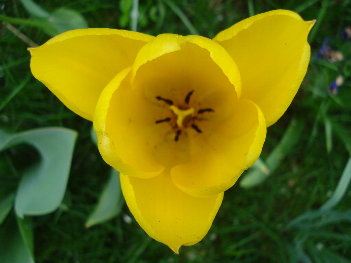 Tulipa Candela (2011, April 19)