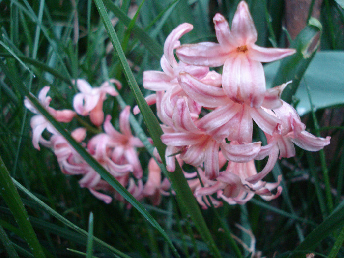 Hyacinth Gypsy Queen (2011, April 19)