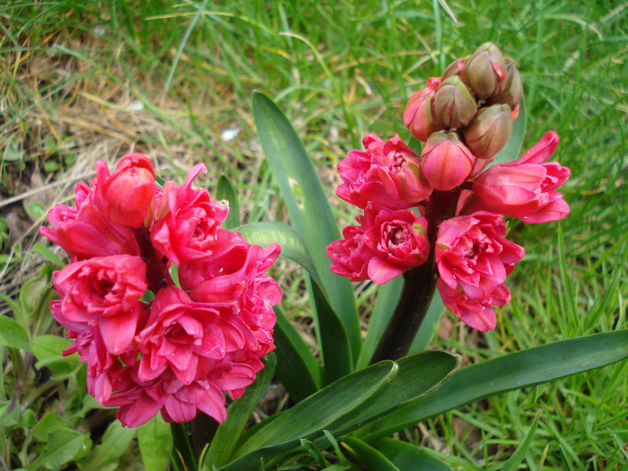 Hyacinthus Hollyhock (2011, April 19) Hyacinthus Hollyhock (2011, April 19)
