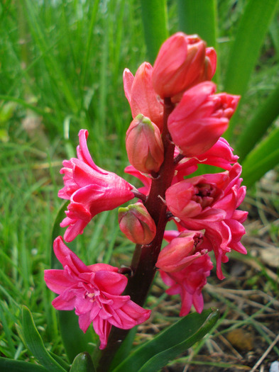 Hyacinthus Hollyhock (2011, April 19)