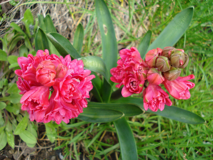 Hyacinthus Hollyhock (2011, April 19)