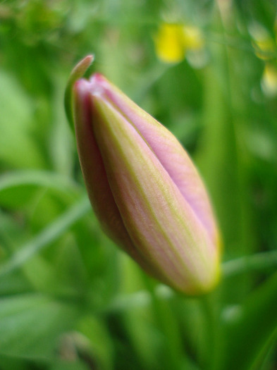 Tulipa Lilac Wonder (2011, April 19) - Tulipa Lilac Wonder