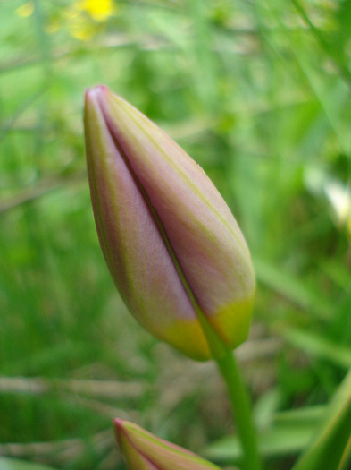 Tulipa Lilac Wonder (2011, April 19) - Tulipa Lilac Wonder