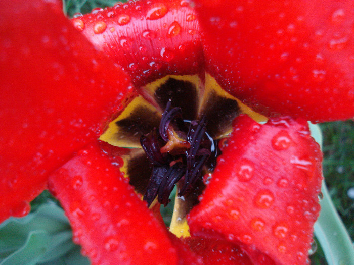 Tulipa Madame Lefeber (2011, April 19) - Tulipa Madame Lefeber